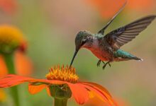 Balancing biodiversity at the United Nations global summit in Colombia