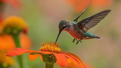 Balancing biodiversity at the United Nations global summit in Colombia