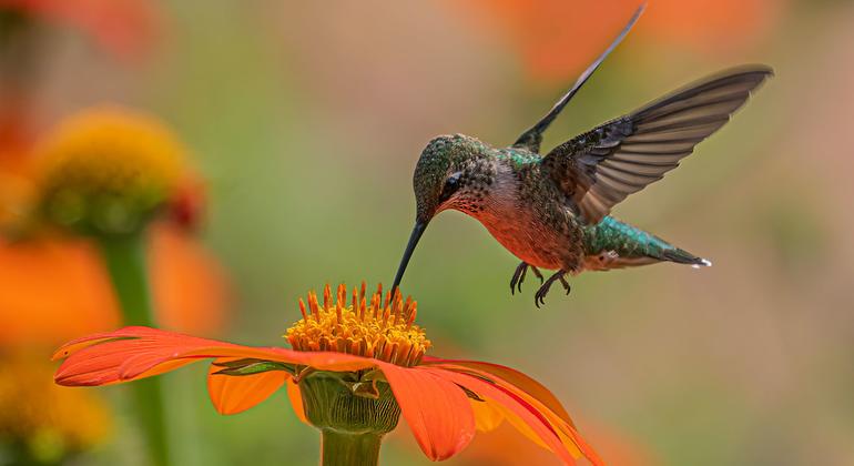 Balancing biodiversity at the United Nations global summit in Colombia