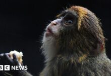 12th monkey dies in Hong Kong zoo due to bacterial outbreak