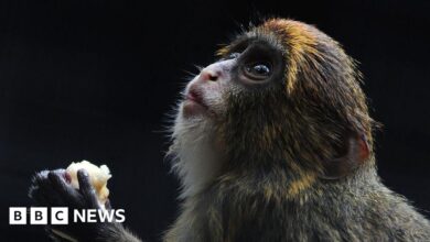 12th monkey dies in Hong Kong zoo due to bacterial outbreak