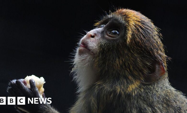 12th monkey dies in Hong Kong zoo due to bacterial outbreak