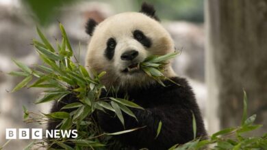 DC Zoo receives new pair of giant pandas from China