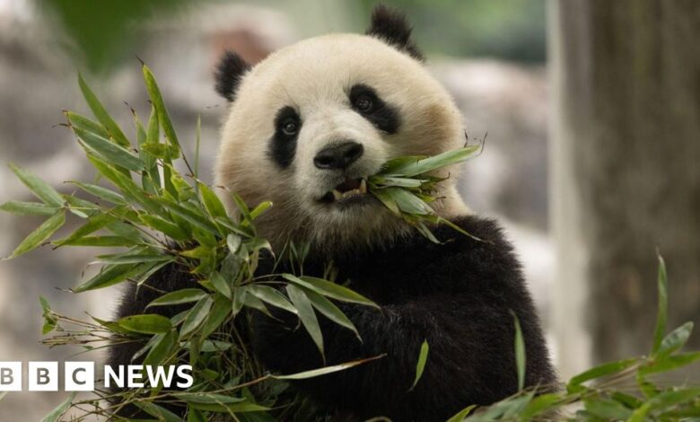 DC Zoo receives new pair of giant pandas from China