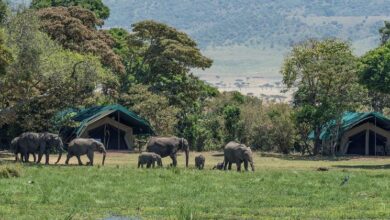 UN crime agency warns of 'unprecedented harm to nature' from wildlife trade