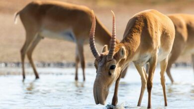 'Join the plan' to end nature loss on Biodiversity Day