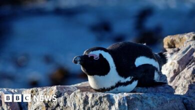 The fight to save African penguins goes into law