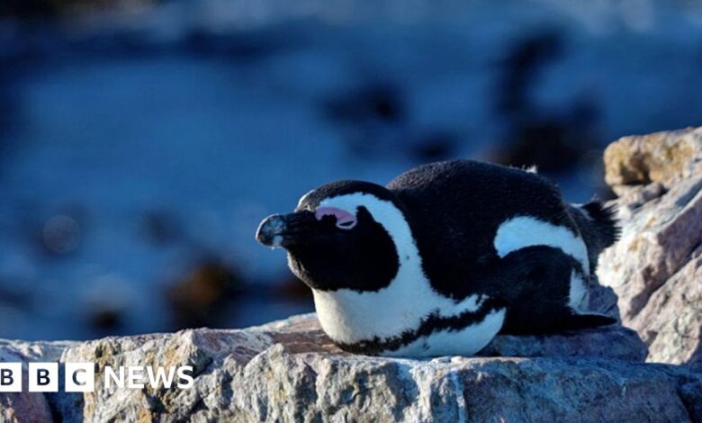 The fight to save African penguins goes into law