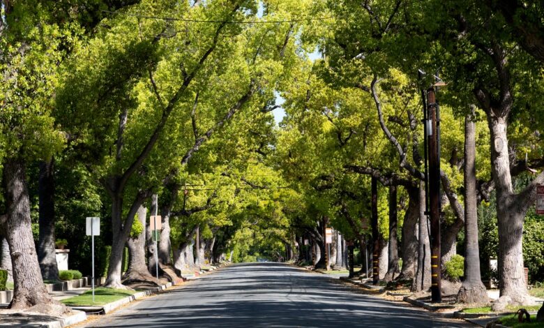 City trees save lives | WIRED