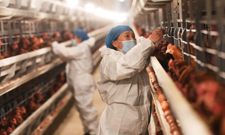Avian flu FAQ: H5N1 dairy outbreak in Texas, New Mexico, Michigan