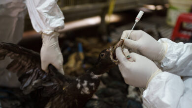 Disease investigators are trying to keep the world safe from bird flu