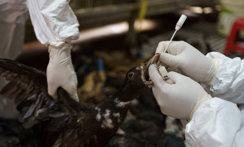 Disease investigators are trying to keep the world safe from bird flu