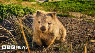 Tasmania entices tourists with 'odd job' offer