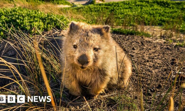 Tasmania entices tourists with 'odd job' offer