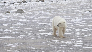 If the goals of the Paris Agreement are missed, these polar bears could become extinct