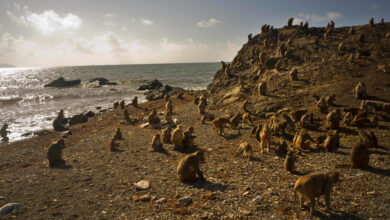 Monkeys in Puerto Rico become more beautiful after Hurricane Maria