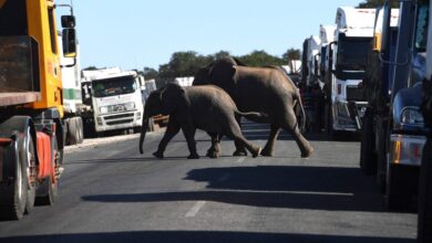 A tourist from New Mexico was killed by an elephant in Zambia