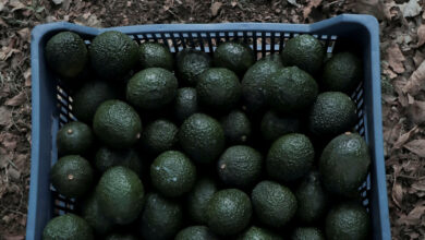 USDA avocado inspectors will begin returning to Mexican packing plants