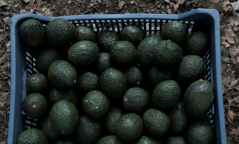 USDA avocado inspectors will begin returning to Mexican packing plants
