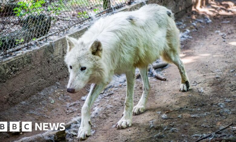 Jogger injured by wolf in Thoiry park