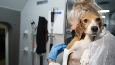 Company that breeds beagle dogs for medical research agrees to pay a record fine of $35 million