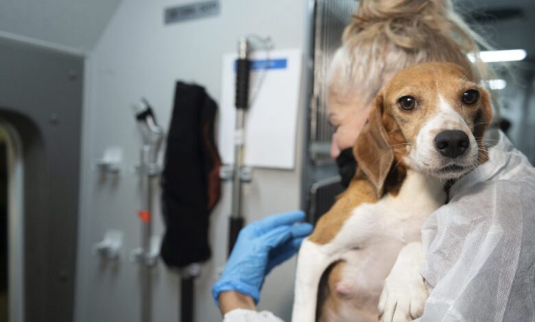 Company that breeds beagle dogs for medical research agrees to pay a record fine of $35 million