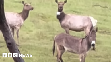 Pet donkey finds 'best life' with moose, 5 years after escaping