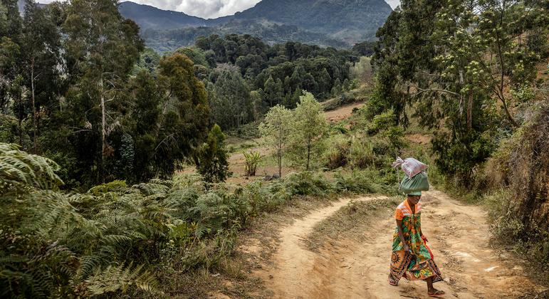 Forests face increasing risk of wildfires and pests due to climate change