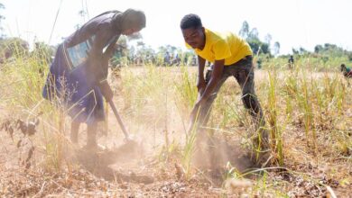 UN and partners launch urgent appeal to address severe drought in Malawi