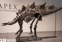 Dinosaur skeleton fetches record $44.6 million at New York auction