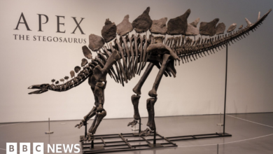 Dinosaur skeleton fetches record $44.6 million at New York auction