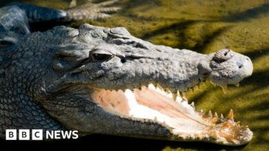 Body found in search for missing child in crocodile attack