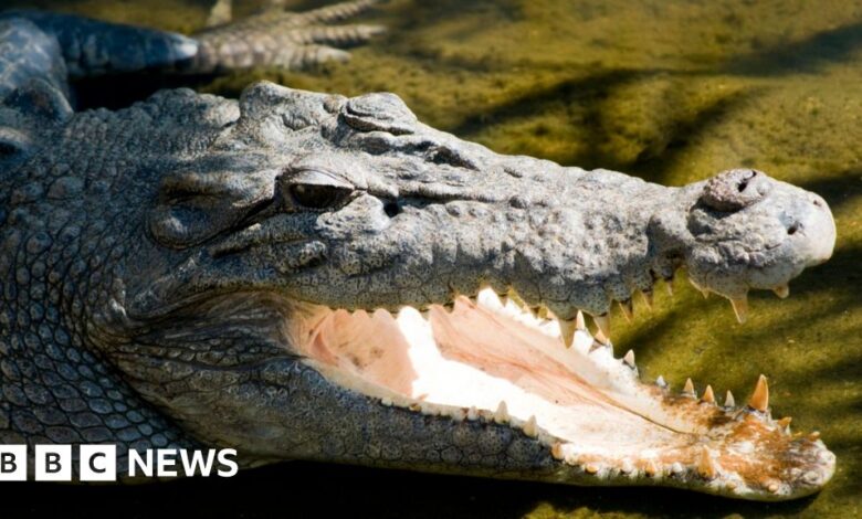 Body found in search for missing child in crocodile attack