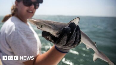 Shark off the coast of Brazil tests positive for cocaine