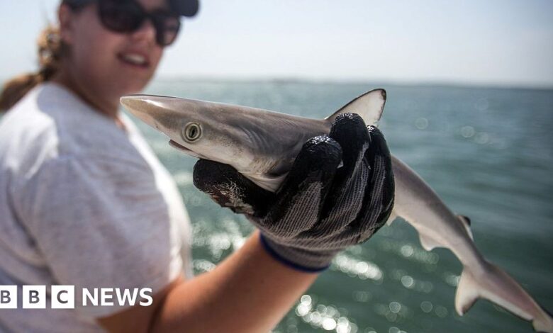 Shark off the coast of Brazil tests positive for cocaine