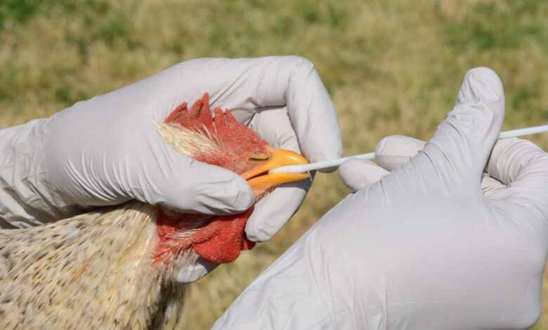 Symptoms of bird flu in humans with H5N1 virus