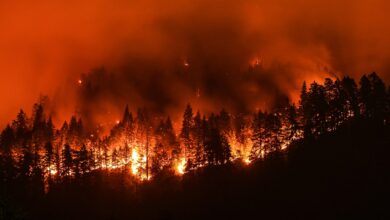 Severe wildfires have doubled in frequency and intensity over the past 20 years.