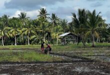 'Trust and respect' nourishes the success of interfaith rice farming in the Philippines