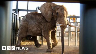 South African zoo's last elephant Charlie released after 40 years