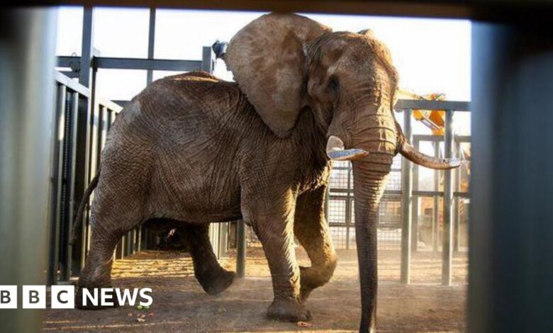 South African zoo's last elephant Charlie released after 40 years