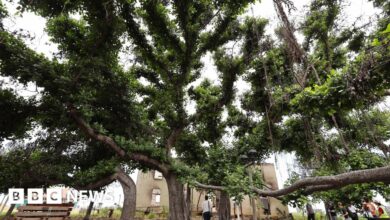 Iconic banyan tree shows signs of life after Maui wildfires