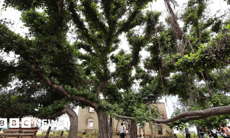 Iconic banyan tree shows signs of life after Maui wildfires