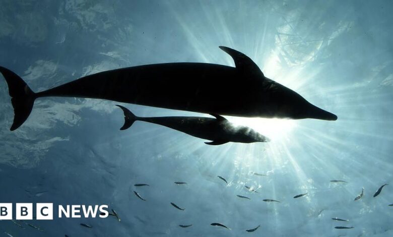 Experts suspect lonely dolphins are to blame for the rise in attacks