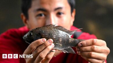 Thailand Wages War Against Invasive Black Tilapia