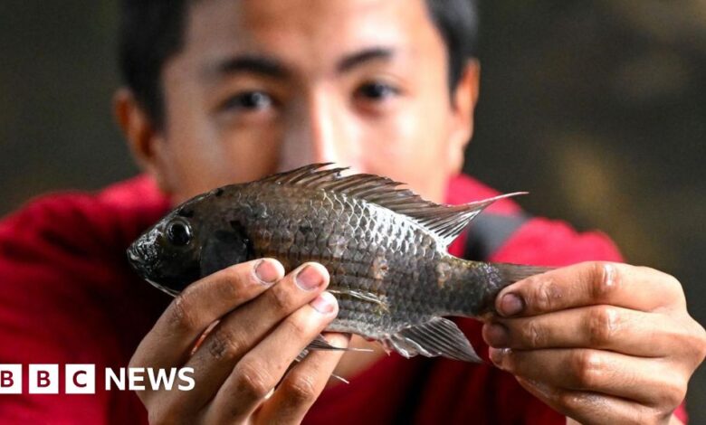 Thailand Wages War Against Invasive Black Tilapia