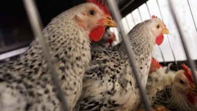 How did a Missouri resident get bird flu without contact with animals? Officials say it's a rare 'unique case'