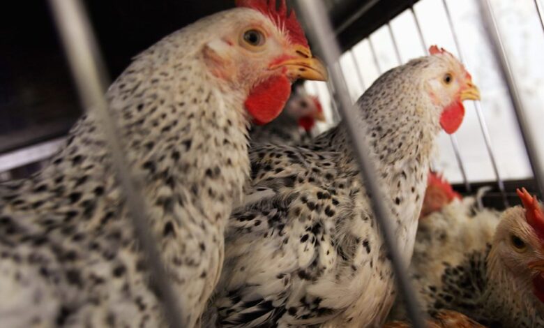 How did a Missouri resident get bird flu without contact with animals? Officials say it's a rare 'unique case'