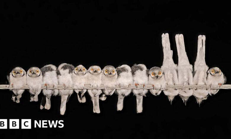 Bird on a Wire and Other Winning Photos