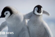 Baby penguin miraculously survives iceberg