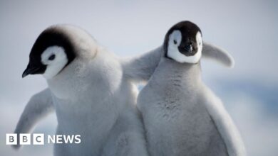 Baby penguin miraculously survives iceberg